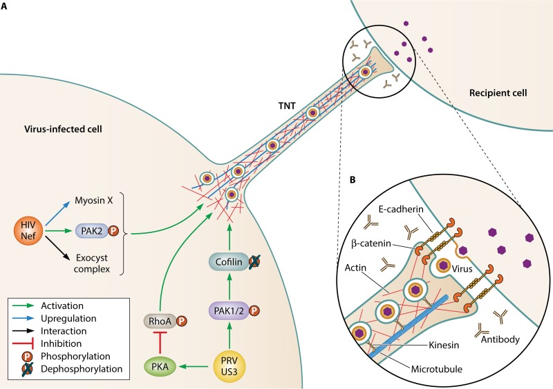 FIG 1