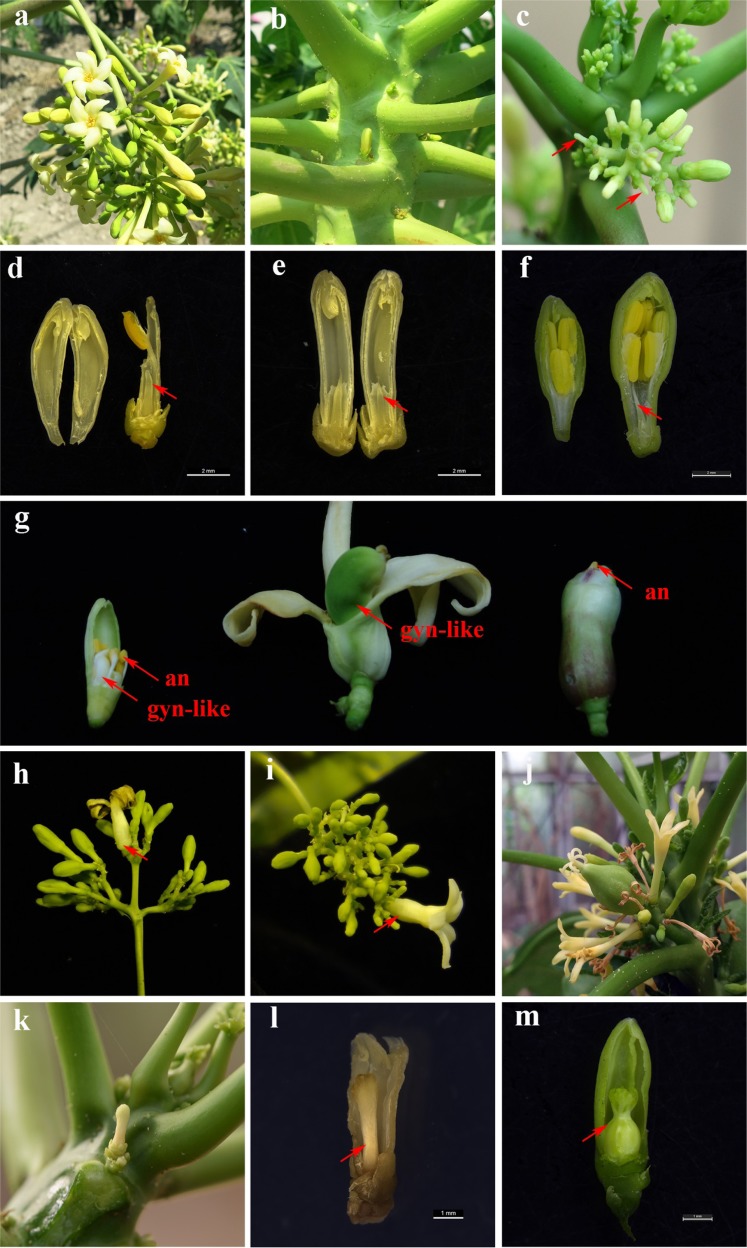 Fig. 5