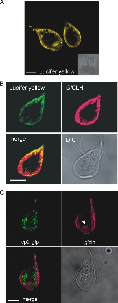 FIG. 6.