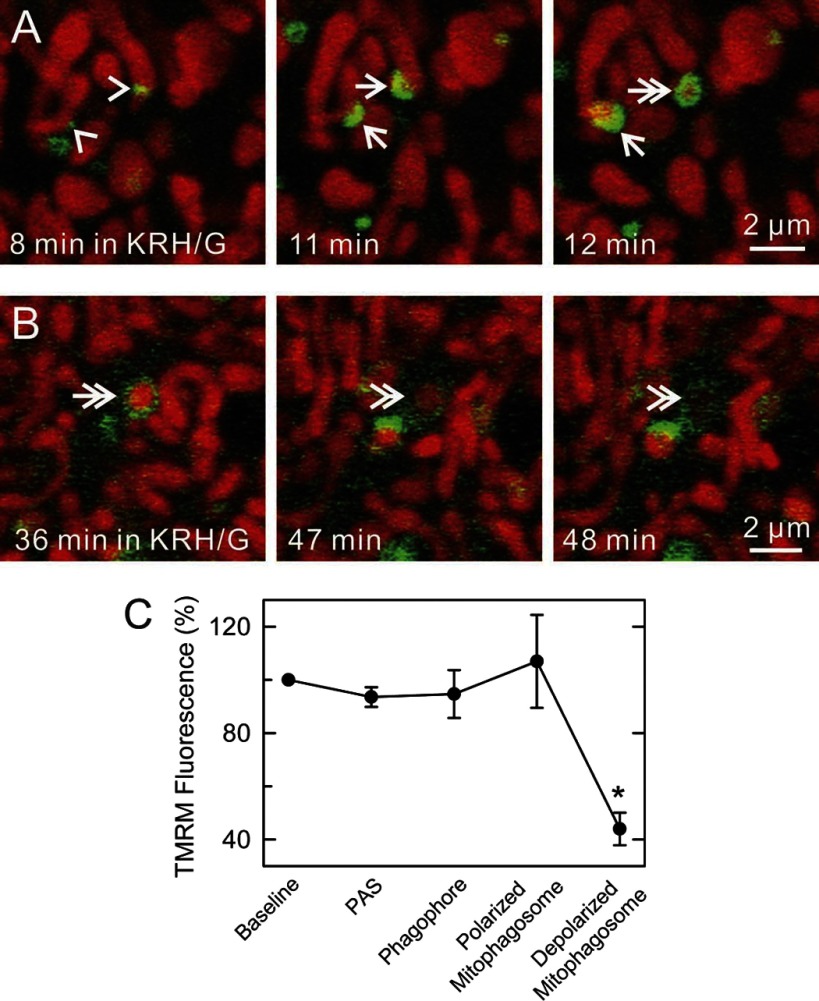 Fig. 4.