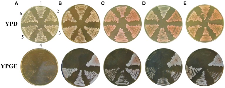 Figure 10