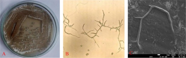 FIGURE 1