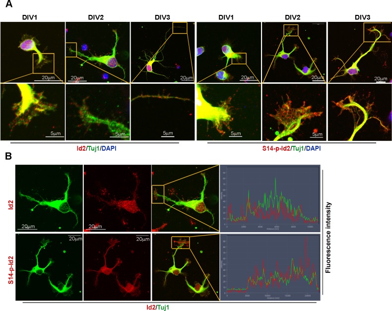 Figure 4—figure supplement 1.