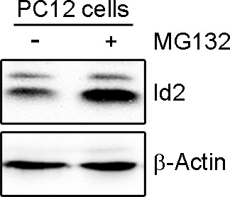 Figure 2—figure supplement 1.