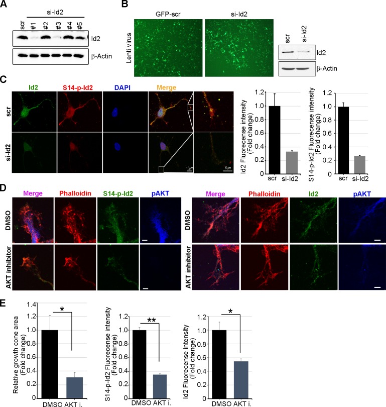 Figure 4—figure supplement 2.