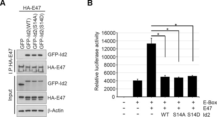 Figure 6—figure supplement 2.