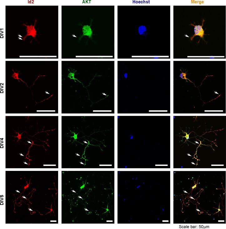 Figure 3—figure supplement 1.