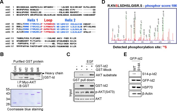 Figure 1—figure supplement 2.