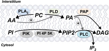 Fig. 2