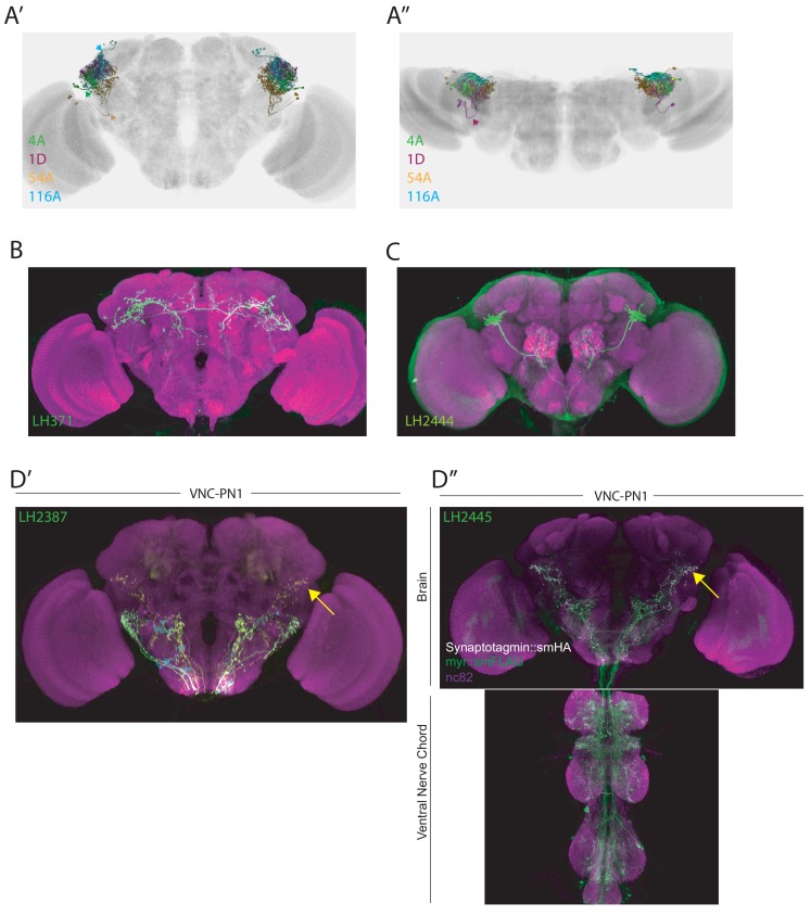 Figure 4—figure supplement 1.