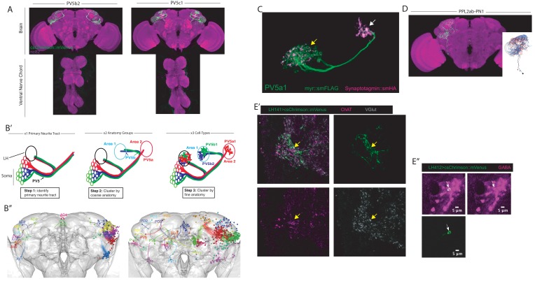 Figure 1—figure supplement 1.