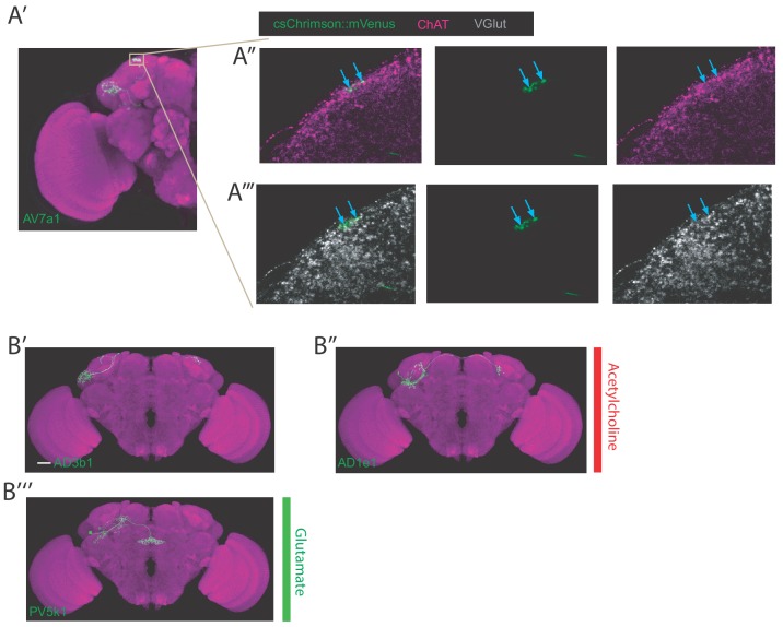 Figure 2—figure supplement 1.