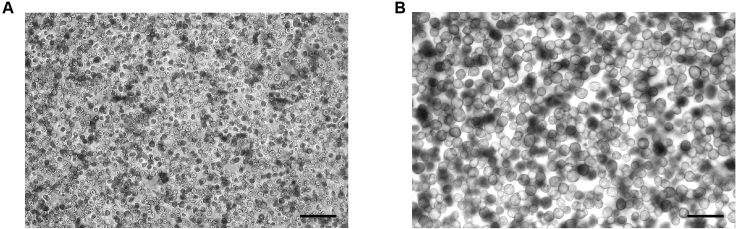 Figure 4