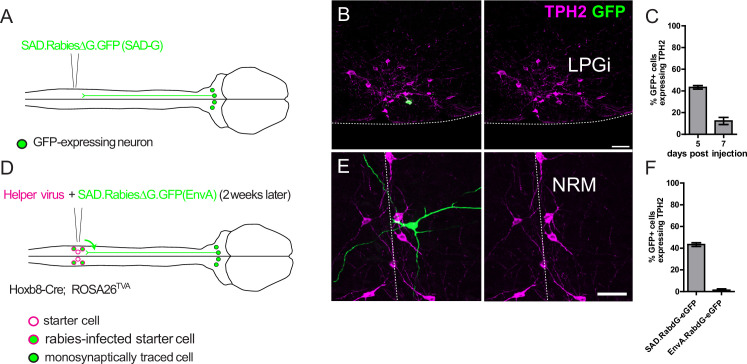 Figure 1—figure supplement 4.