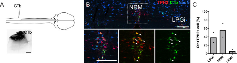 Figure 1—figure supplement 2.