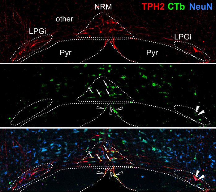 Figure 1—figure supplement 1.