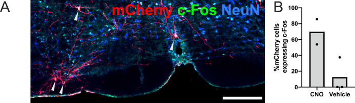 Figure 5—figure supplement 1.