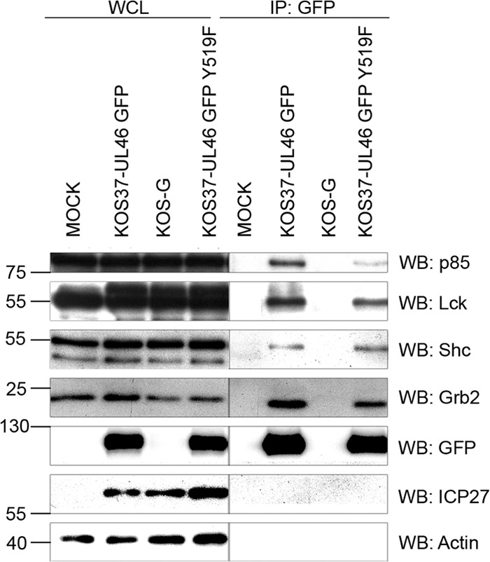 Fig 5