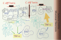 Graphical Abstract Figure.