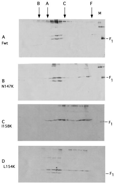 FIG. 6