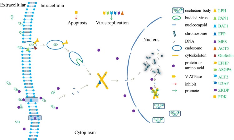 Fig 7