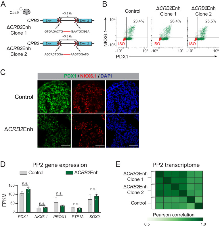 Figure 5—figure supplement 2.