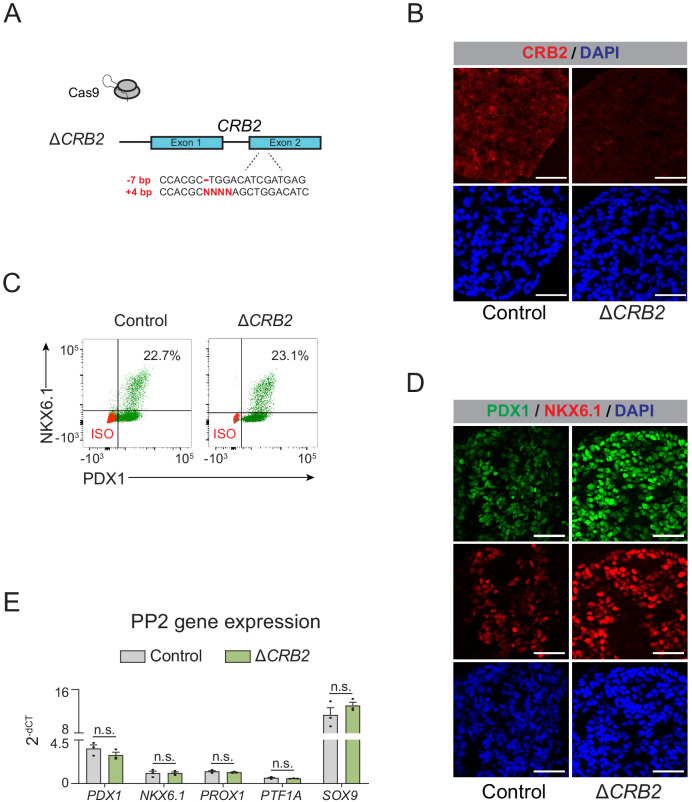 Figure 5—figure supplement 3.