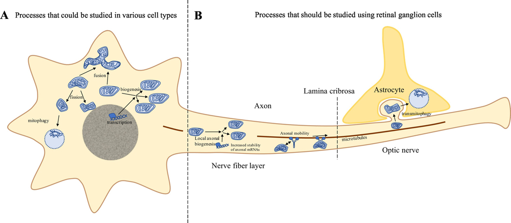 Figure 2: