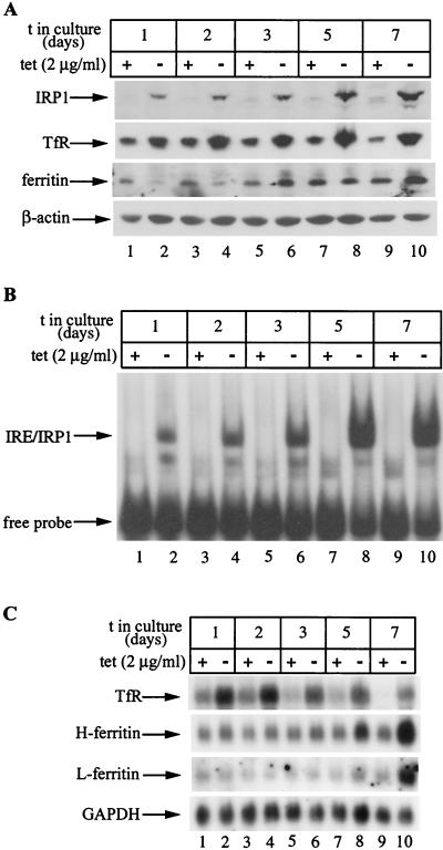 FIG. 3.