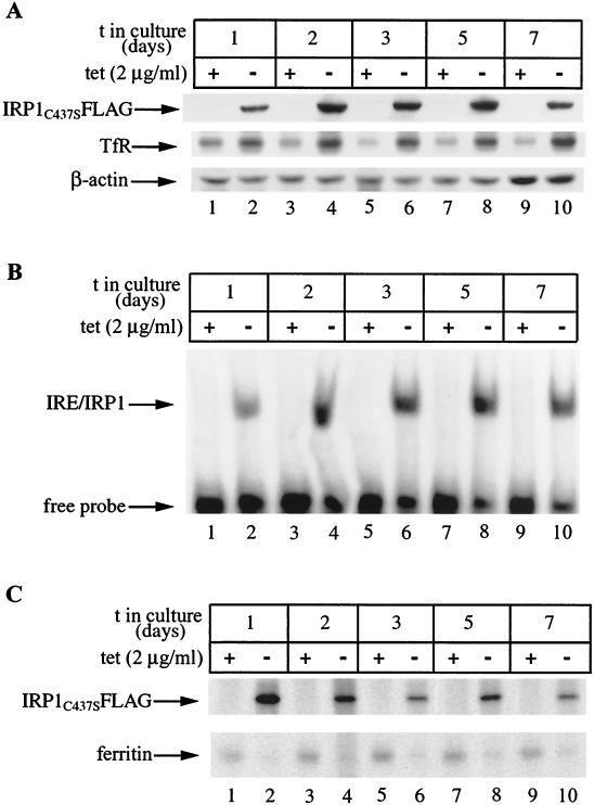 FIG. 6.