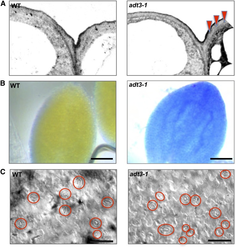 Figure 5.