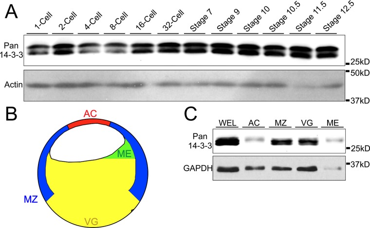 FIGURE 1: