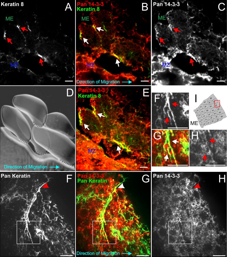 FIGURE 3: