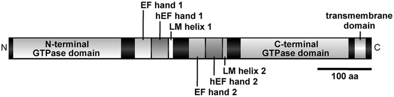 FIGURE 1