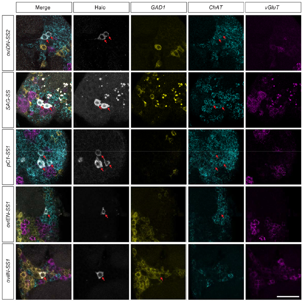 Extended Data Fig. 3 |