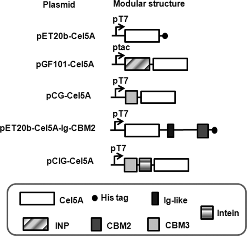 FIG. 1.