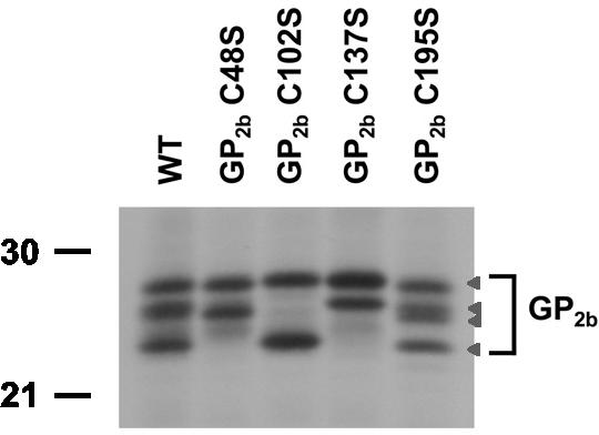 FIG. 2.