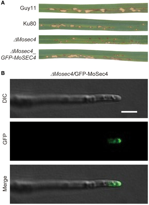 Figure 6