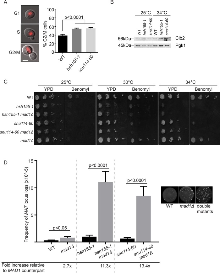 FIGURE 4: