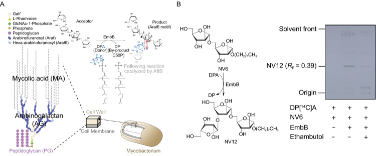 Figure 1