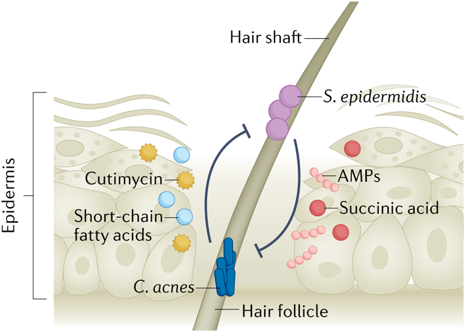 Fig. 4 |