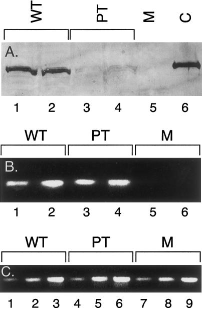 Figure  5