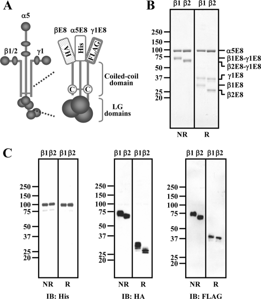 FIGURE 3.