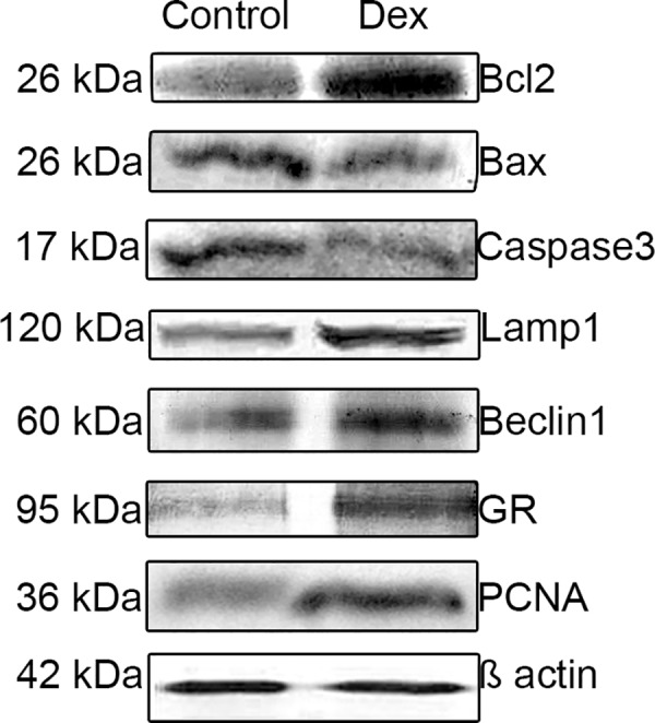 Fig 13