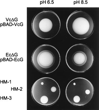 FIG. 5