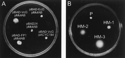 FIG. 3