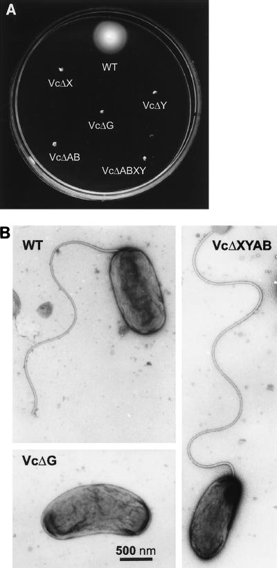 FIG. 1