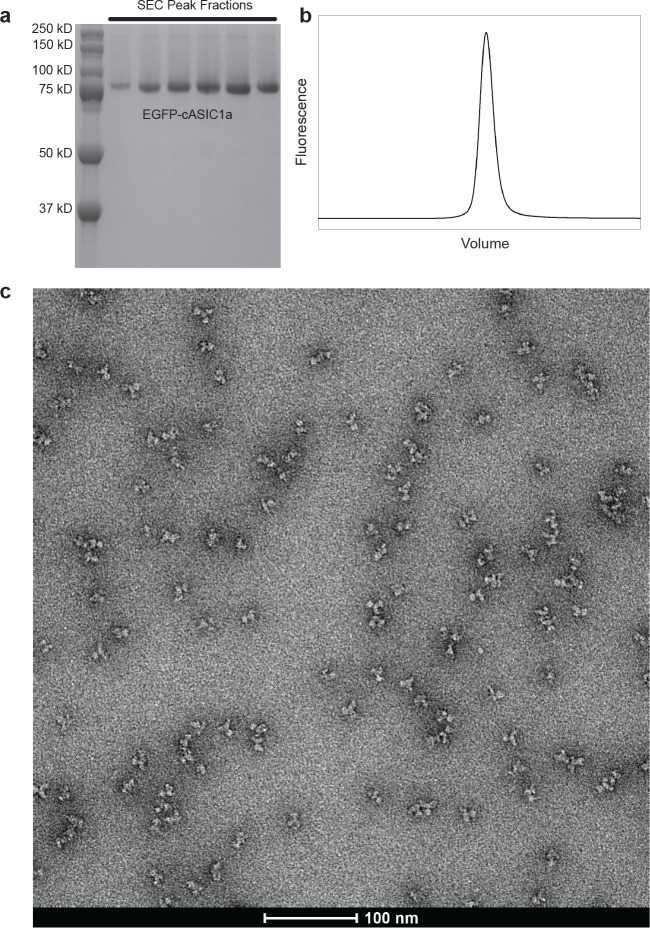 Figure 1—figure supplement 1.