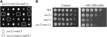 Figure 7.—