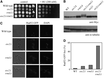 Figure 6.—